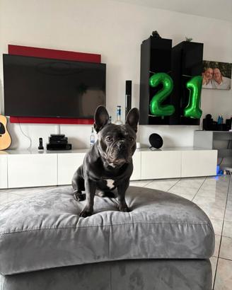 Bulldog Francese Blu