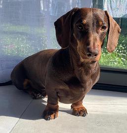 Bassotto cioccolato per monta