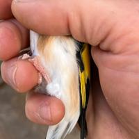 Cardellini major maschi