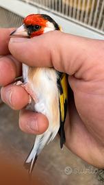 Cardellini major maschi