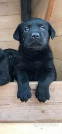 Cuccioli Labrador