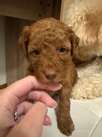 Cuccioli barboncino