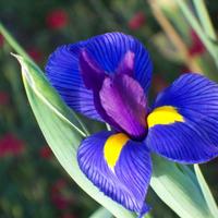 Iris d'acqua blu  S.cambio