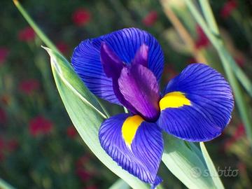 Iris d'acqua blu  S.cambio