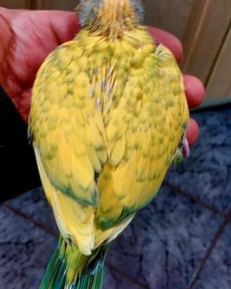 Animali