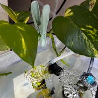 Pothos radicato