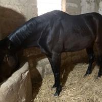 Cavallo purosangue inglese