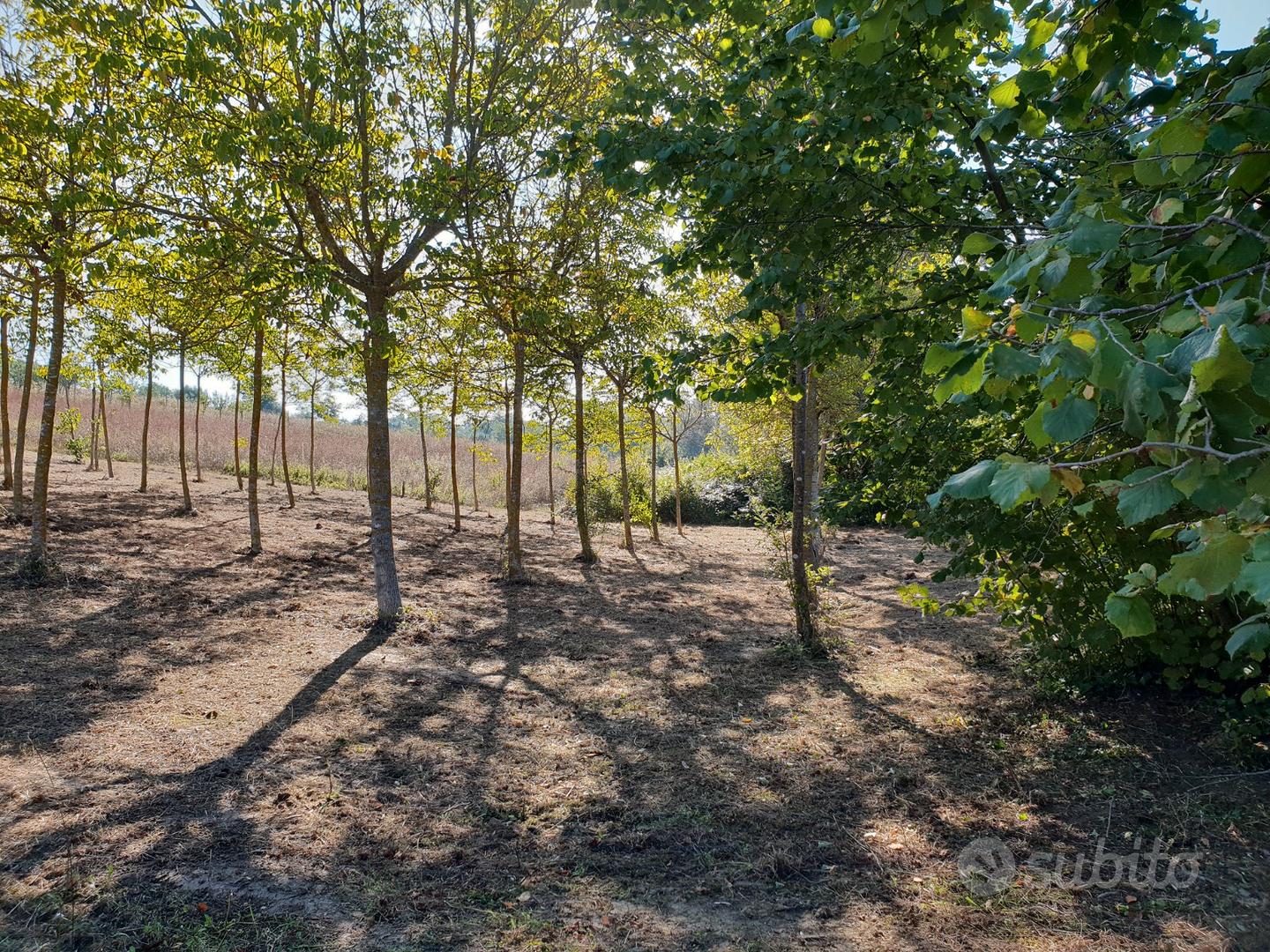 Terreno seminativo arboreo - View 3