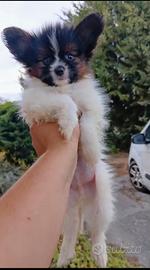 cucciolo Papillon pedigree No Spitz /Chihuhaha