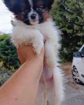 cucciolo Papillon pedigree No Spitz /Chihuhaha