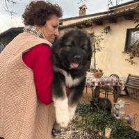Cuccioli pastore del Caucaso