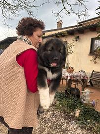 Cuccioli pastore del Caucaso