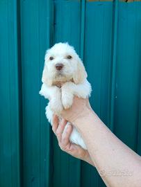 Cuccioli di Spinone Italiano