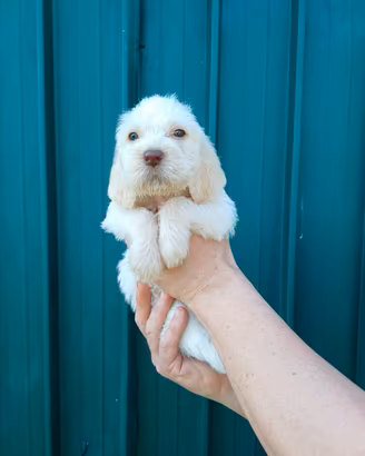 Cuccioli di Spinone Italiano