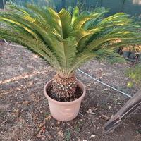 Cycas pianta