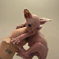 Cucciolo di Sphynx