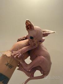 Cucciolo di Sphynx