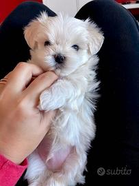 Cucciola Maltese Toy