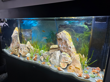 Juwell rio 180 + mobile