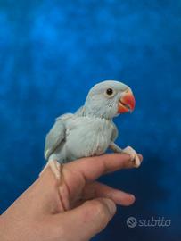 Pappagallo addestrato