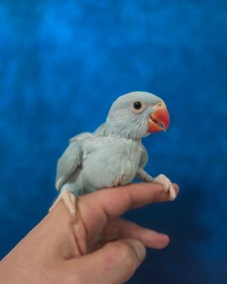 Pappagallo addestrato