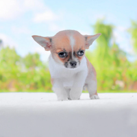 Cuccioli di chihuahua mini toy