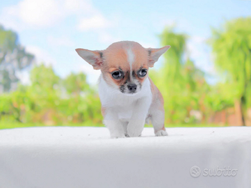 Cuccioli di chihuahua mini toy