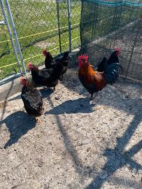 Galline ornamentali giovani