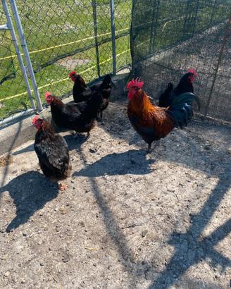 Galline ornamentali giovani