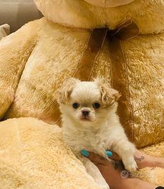 Cucciolo di chihuahua