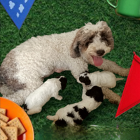 Lagotto romagnolo