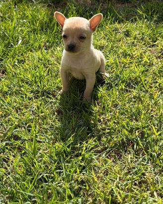 cuccioli di chihuahua