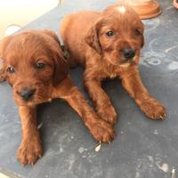 Setter irlandese cuccioli