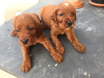 Setter irlandese cuccioli