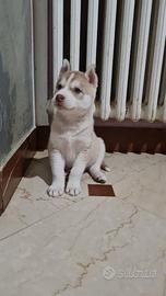 Cuccioli Siberian Husky vari colori