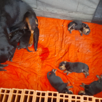 Cuccioli rottweiler