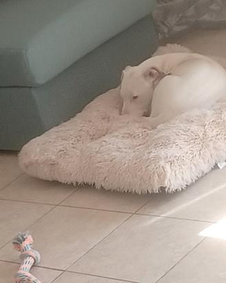 Pitbull