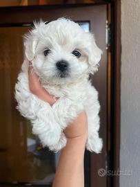 Cuccioli di maltese