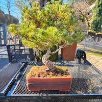Bonsai Pino Bianco
