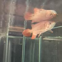 Arowana Super Red