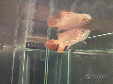 Arowana Super Red