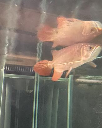 Arowana Super Red
