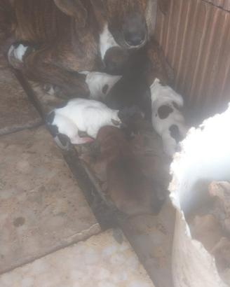 Cane da caccia