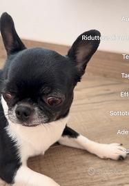 Chihushua con pedigree
