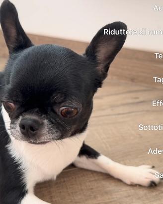 Chihushua con pedigree