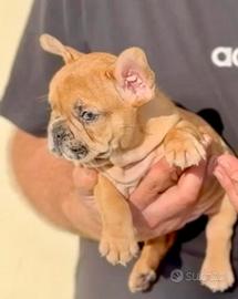 Bulldog francese