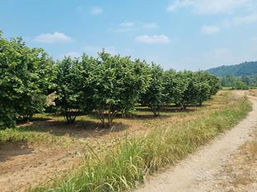 Terreno con nocciole