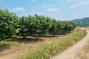 Terreno con nocciole