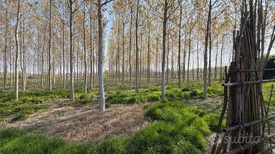 Terreno di 9957 m² a Sorgà