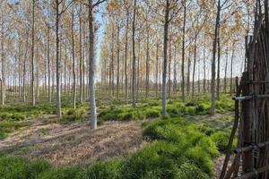 Terreno di 9957 m² a Sorgà